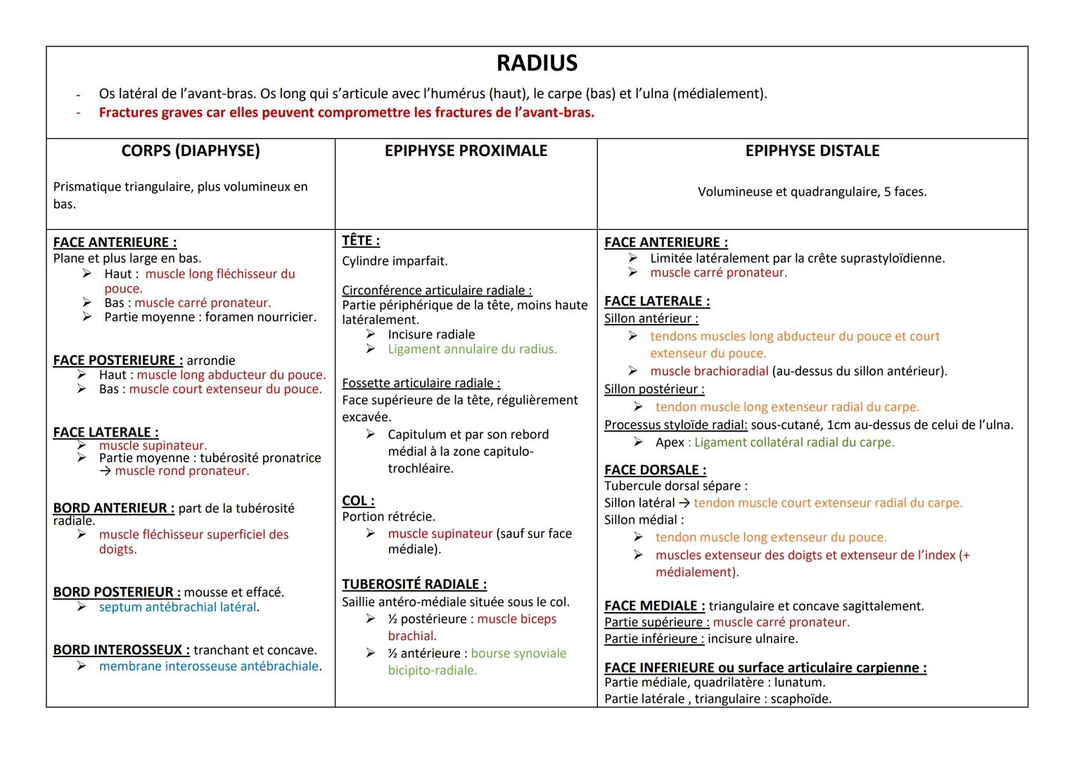 RADIUS
Os latéral de l'avant-bras. Os long qui s'articule avec l'humérus (haut), le carpe (bas) et l'ulna (médialement).
Fractures graves ca
