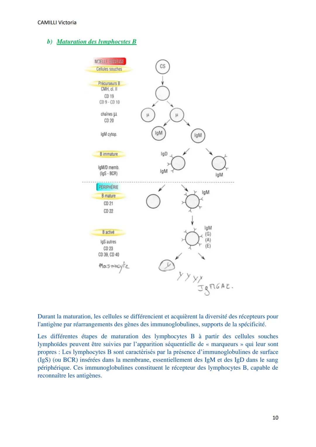CAMILLI Victoria
SYSTEME IMMUNITAIRE :
SOI ET NON-SOI
Cellules, molécules, organes de l'immunité
I)
Définitions
L'immunité : ensemble des mé