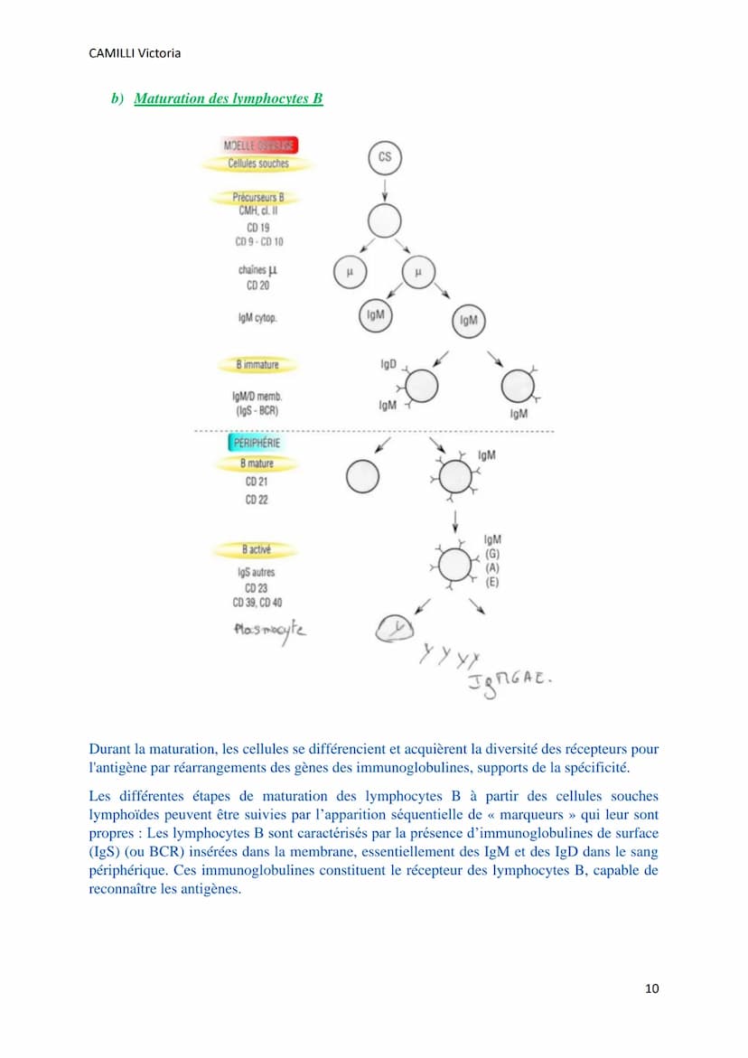 CAMILLI Victoria
SYSTEME IMMUNITAIRE :
SOI ET NON-SOI
Cellules, molécules, organes de l'immunité
I)
Définitions
L'immunité : ensemble des mé