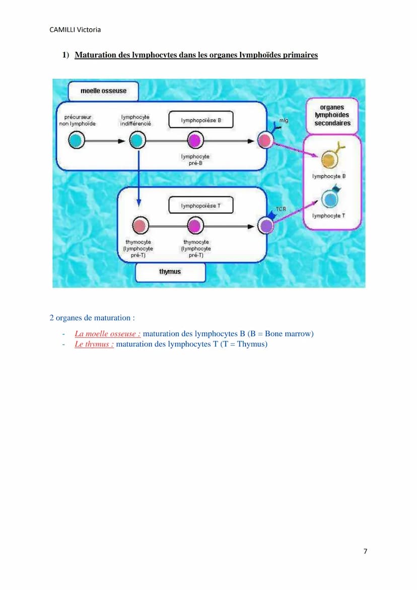 CAMILLI Victoria
SYSTEME IMMUNITAIRE :
SOI ET NON-SOI
Cellules, molécules, organes de l'immunité
I)
Définitions
L'immunité : ensemble des mé