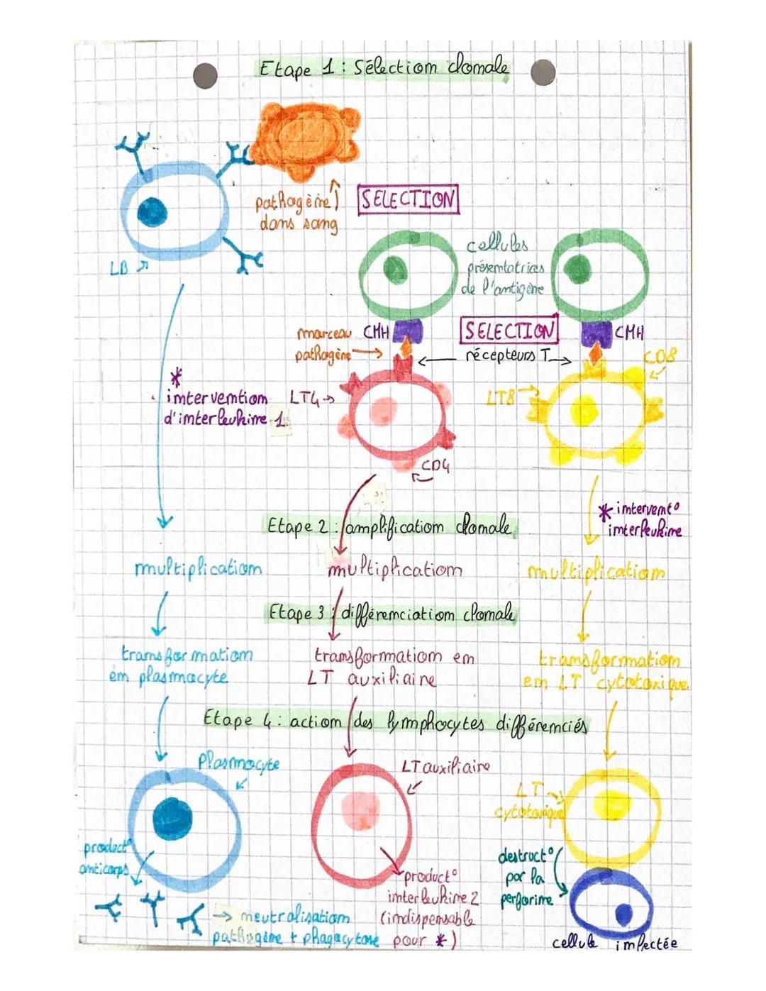 1. Structure des anticorps
- formes de 4 chaîmes, 2 lourdes, 2 légères
↓
↓
identiques entre elles
pour
tous
-Omt ume partie comstamte (la m
