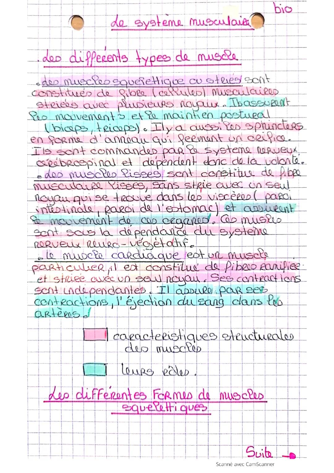 Les différents types de muscles et leur fonction: Vue d'ensemble