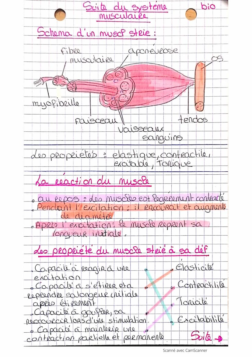 
<p>Le système musculaire est composé de différents types de muscles qui ont chacun leur fonction spécifique. Les muscles squelettiques stri