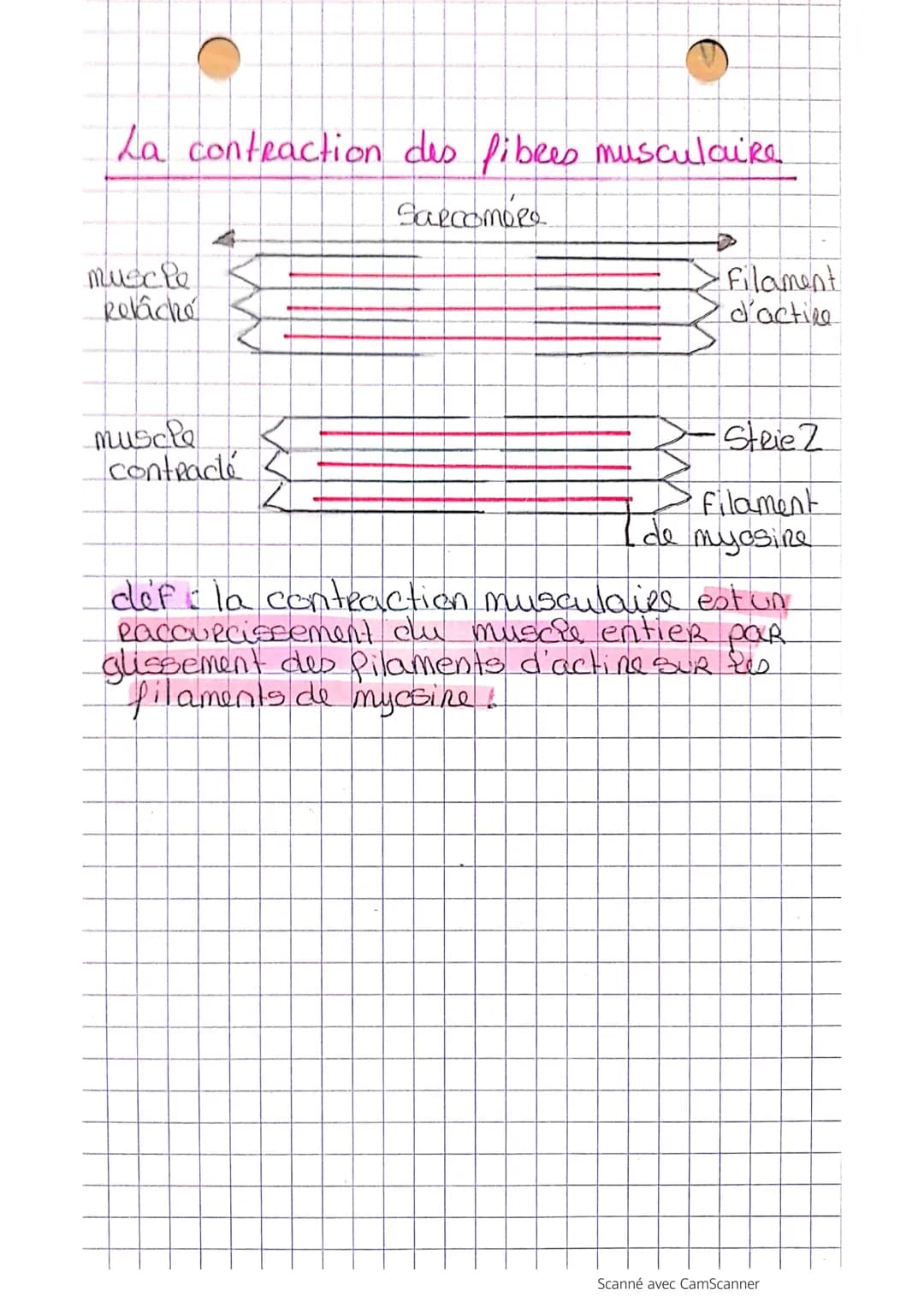 
<p>Le système musculaire est composé de différents types de muscles qui ont chacun leur fonction spécifique. Les muscles squelettiques stri