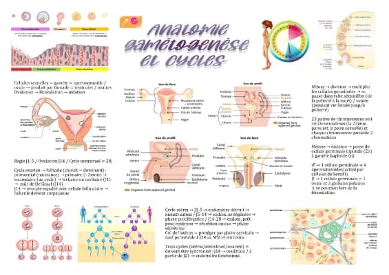 Know Fiche ST2S BPH : Anatomie gametogenese et cycle thumbnail