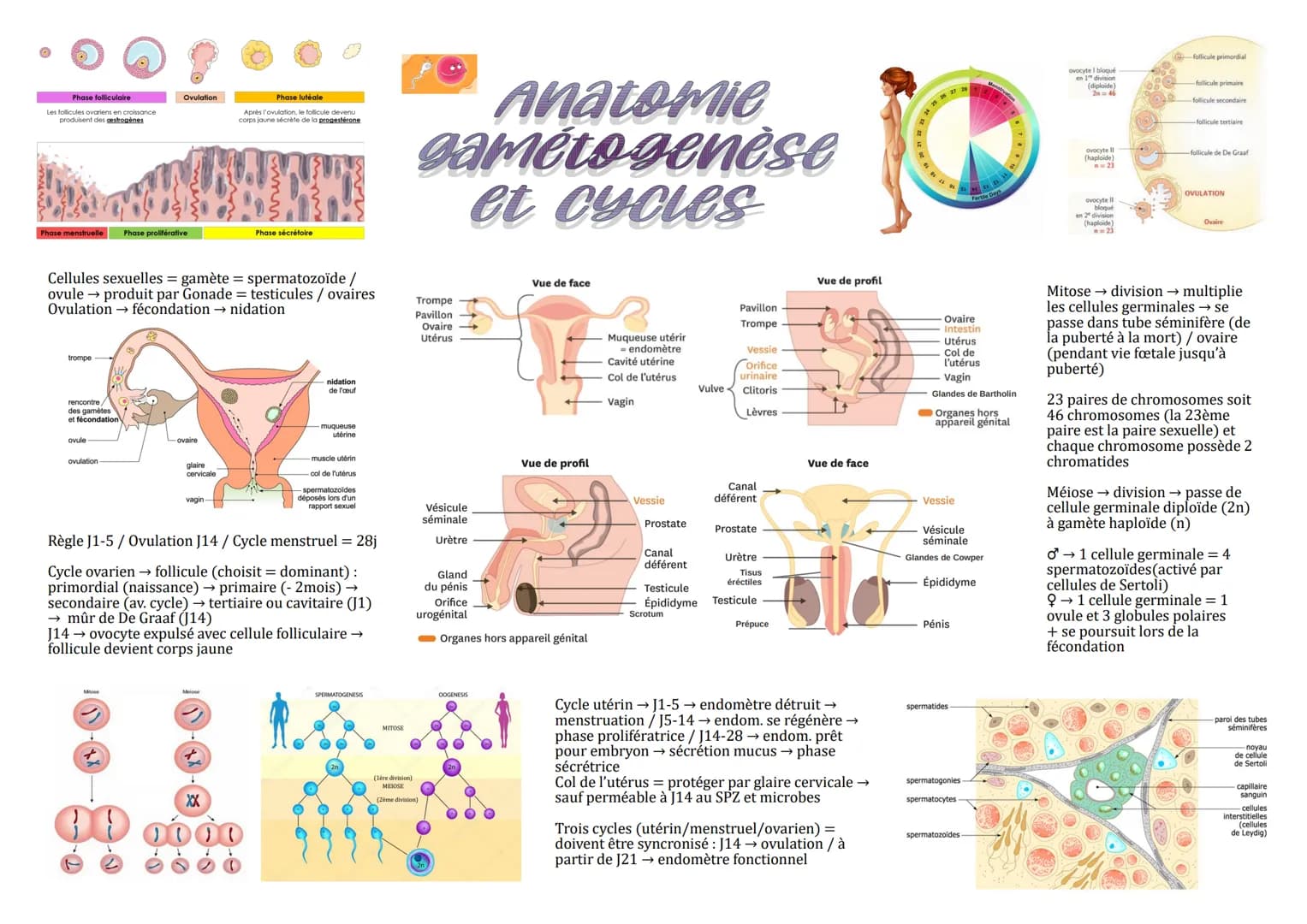 Phase folliculaire
Les follicules ovariens en croissance
produisent des gestrogènes
Phase menstruelle Phase proliférative
trompe
rencontre/
