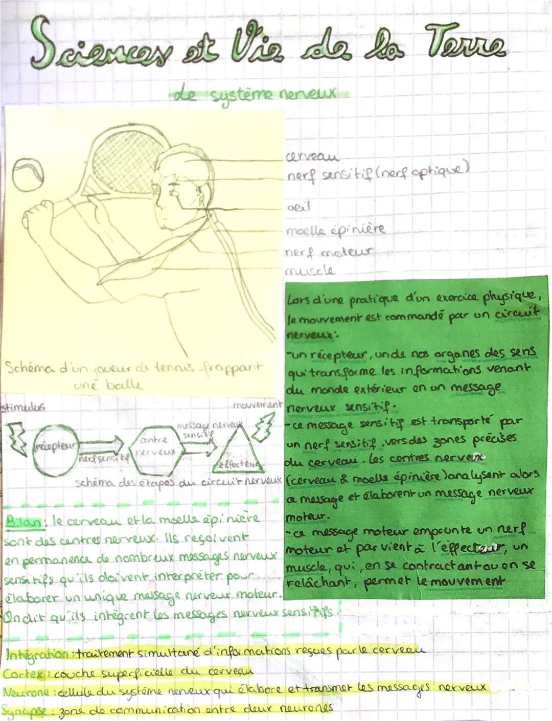 
<p>Le système nerveux est un réseau complexe de cellules nerveuses qui transmettent des signaux électriques à travers le corps. Ce système 