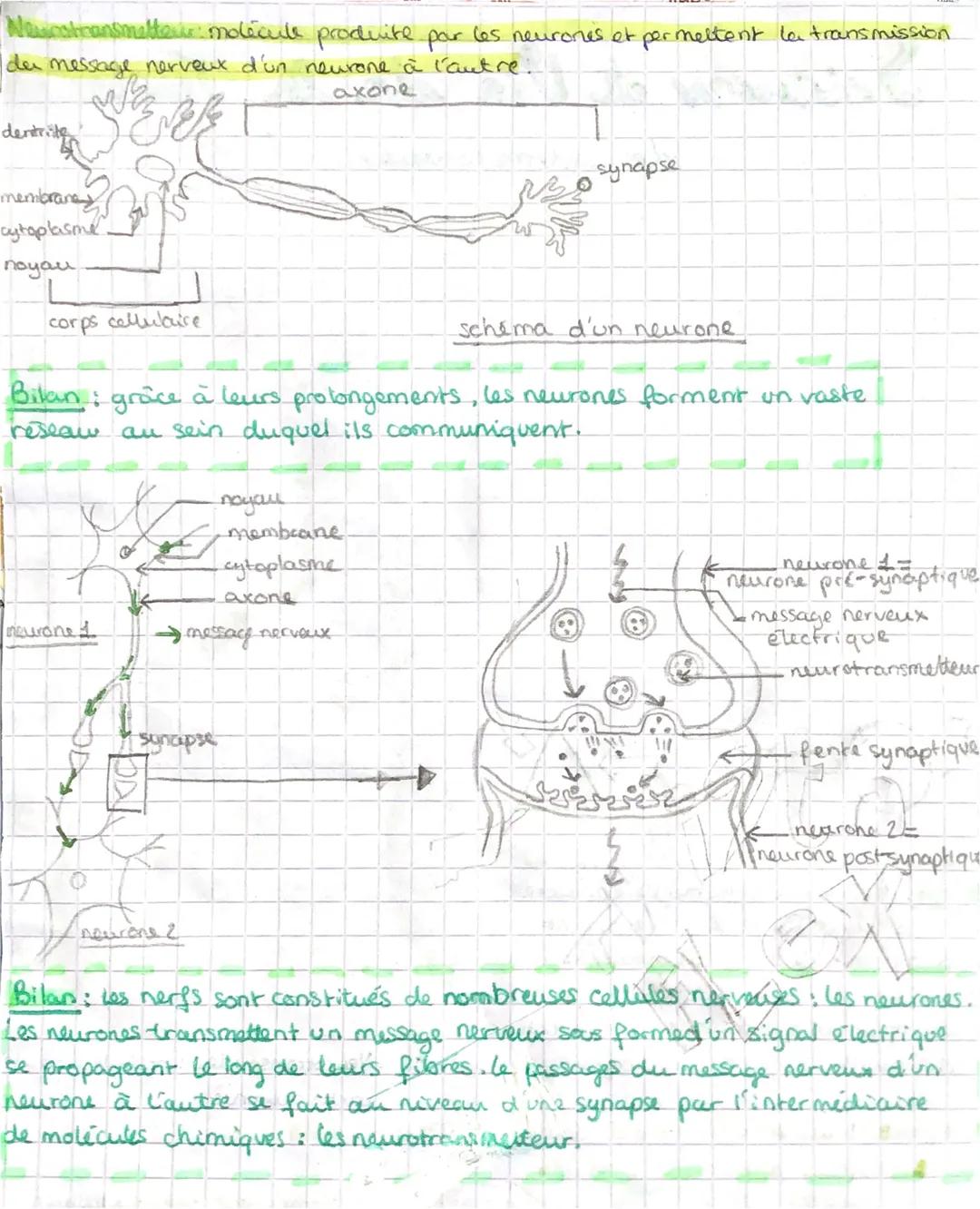 
<p>Le système nerveux est un réseau complexe de cellules nerveuses qui transmettent des signaux électriques à travers le corps. Ce système 