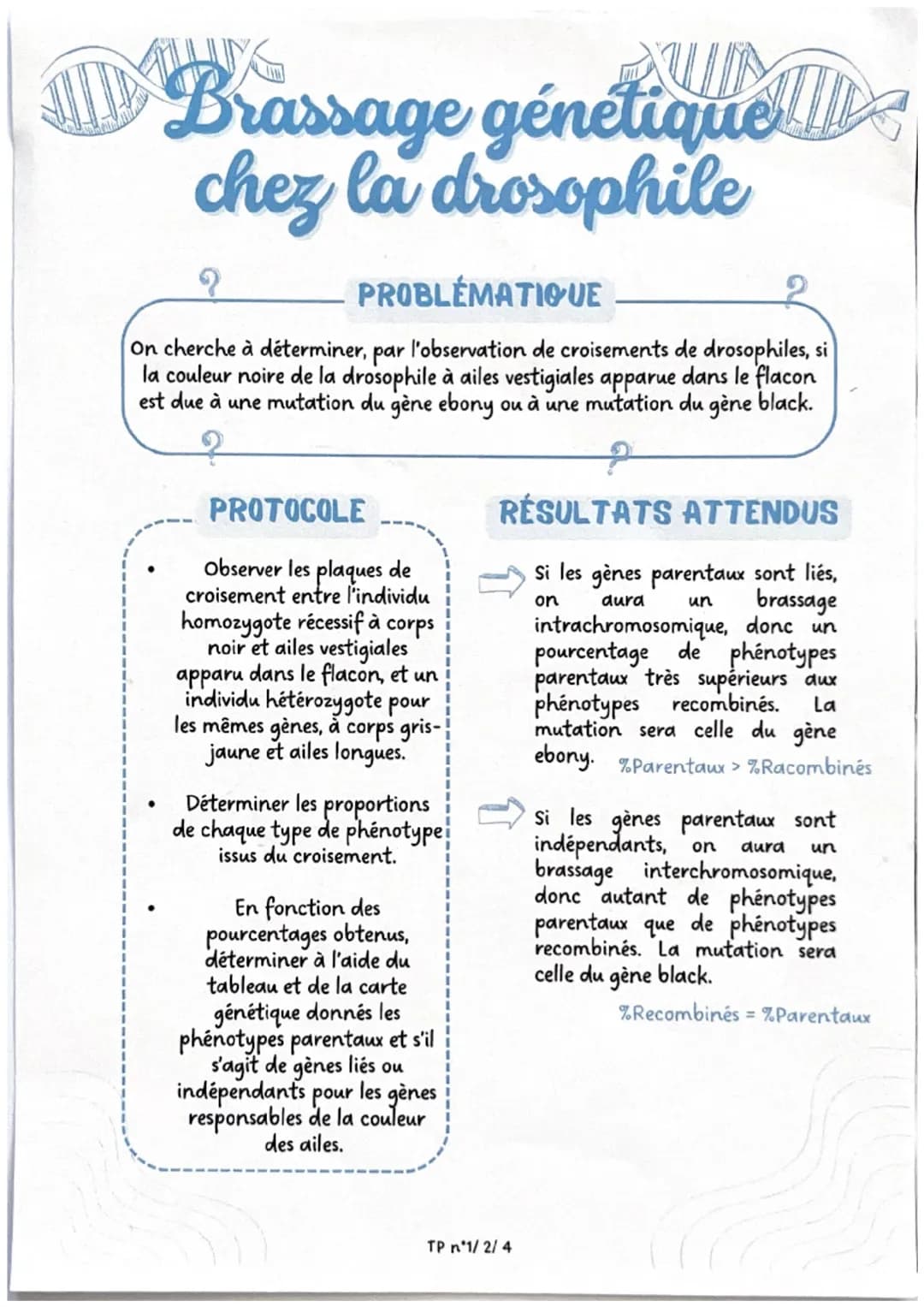 Brassage génétique
chez la drosophile
?
PROBLÉMATIQUE
On cherche à déterminer, par l'observation de croisements de drosophiles, si
la couleu