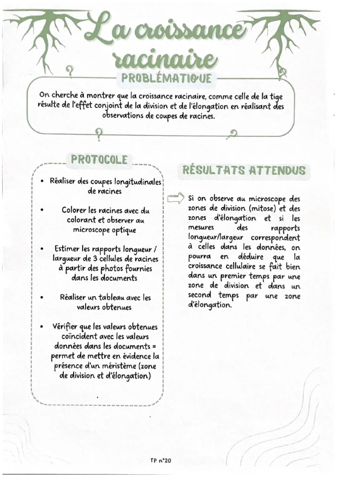 Brassage génétique
chez la drosophile
?
PROBLÉMATIQUE
On cherche à déterminer, par l'observation de croisements de drosophiles, si
la couleu