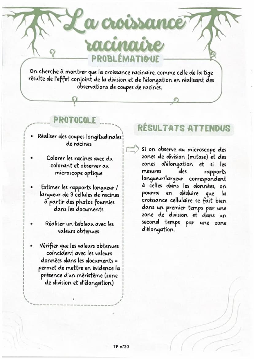 Brassage génétique
chez la drosophile
?
PROBLÉMATIQUE
On cherche à déterminer, par l'observation de croisements de drosophiles, si
la couleu