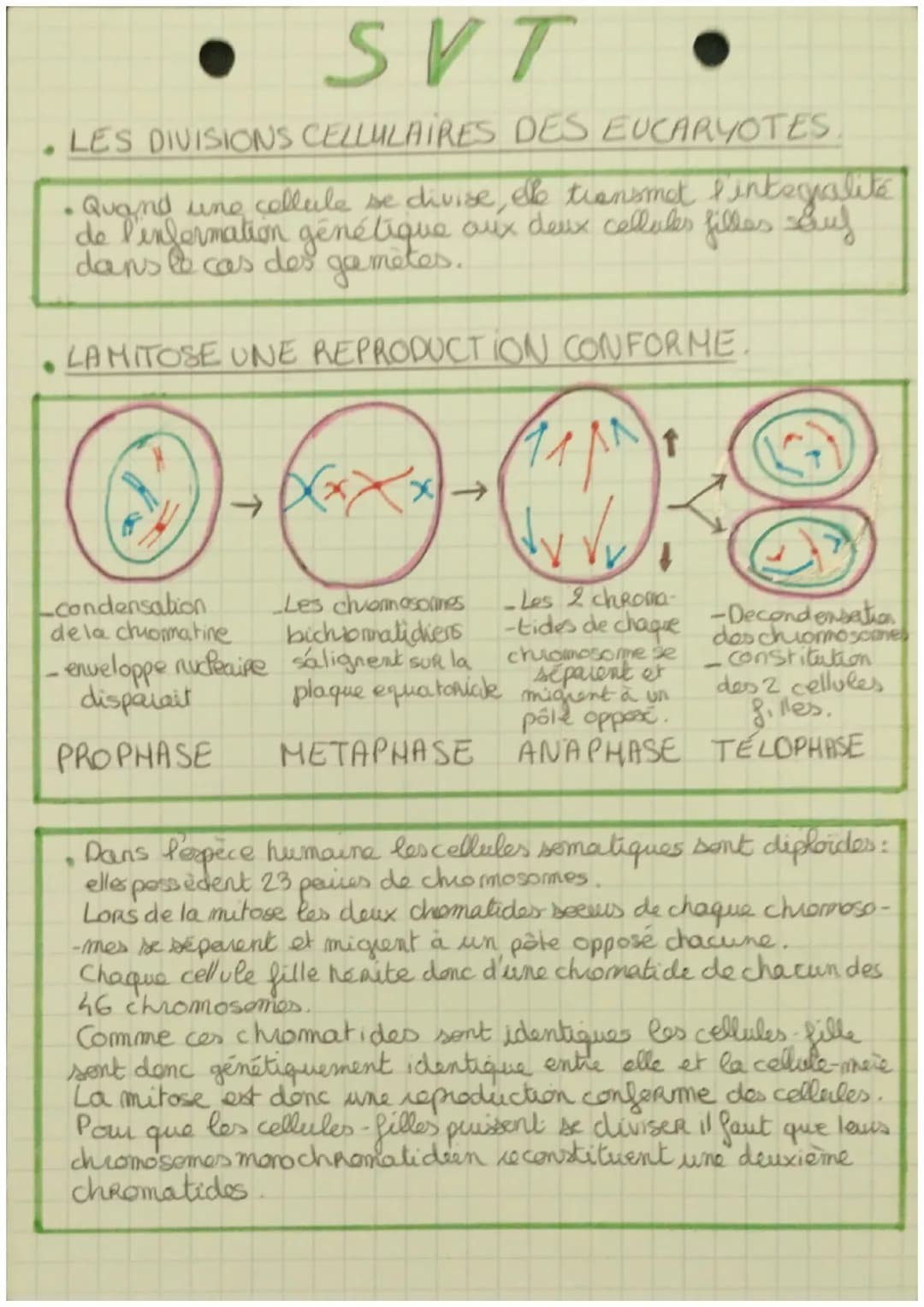 SVT
. LES DIVISIONS CELLULAIRES DES EUCARYOTES.
• Quand une cellule se divise, ele transmet l'internalite
de l'information génétique aux deu