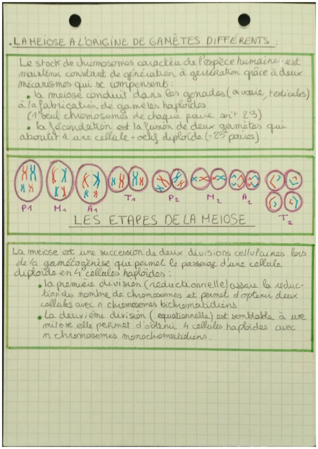 SVT
. LES DIVISIONS CELLULAIRES DES EUCARYOTES.
• Quand une cellule se divise, ele transmet l'internalite
de l'information génétique aux deu