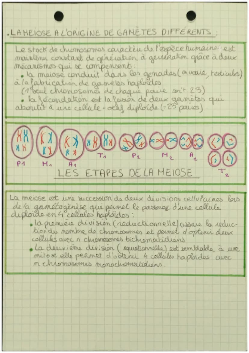 SVT
. LES DIVISIONS CELLULAIRES DES EUCARYOTES.
• Quand une cellule se divise, ele transmet l'internalite
de l'information génétique aux deu