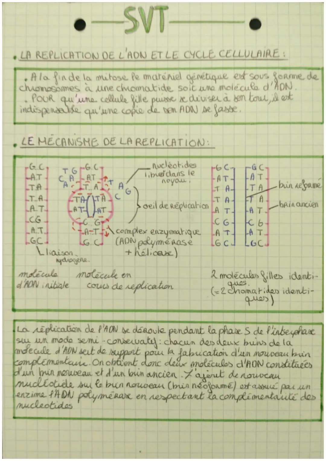 SVT
. LES DIVISIONS CELLULAIRES DES EUCARYOTES.
• Quand une cellule se divise, ele transmet l'internalite
de l'information génétique aux deu