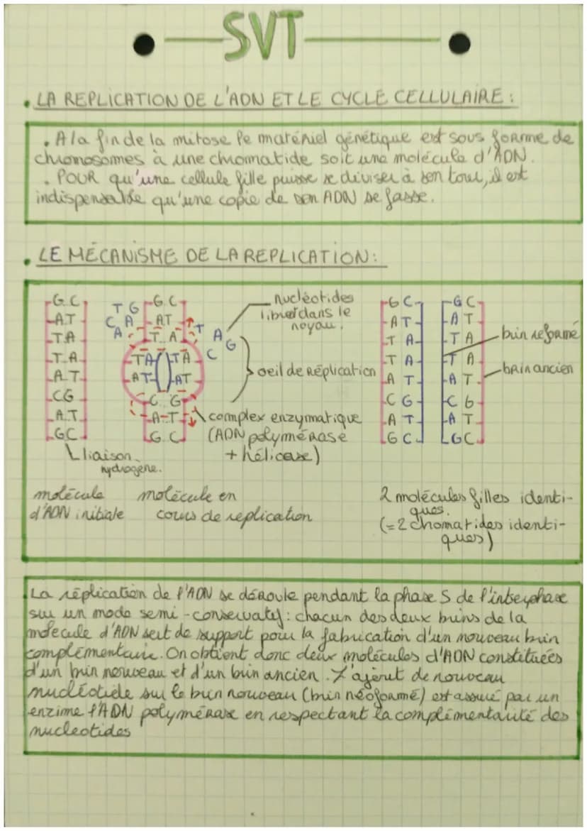 SVT
. LES DIVISIONS CELLULAIRES DES EUCARYOTES.
• Quand une cellule se divise, ele transmet l'internalite
de l'information génétique aux deu