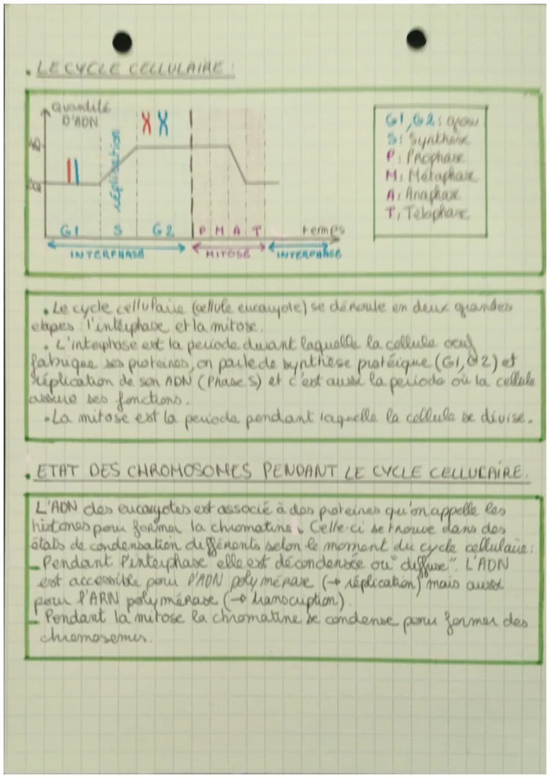 SVT
. LES DIVISIONS CELLULAIRES DES EUCARYOTES.
• Quand une cellule se divise, ele transmet l'internalite
de l'information génétique aux deu