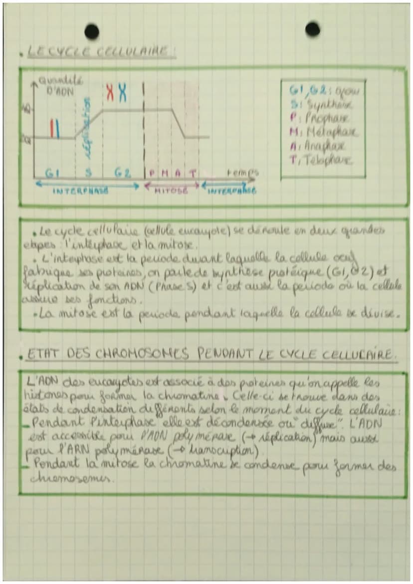 SVT
. LES DIVISIONS CELLULAIRES DES EUCARYOTES.
• Quand une cellule se divise, ele transmet l'internalite
de l'information génétique aux deu