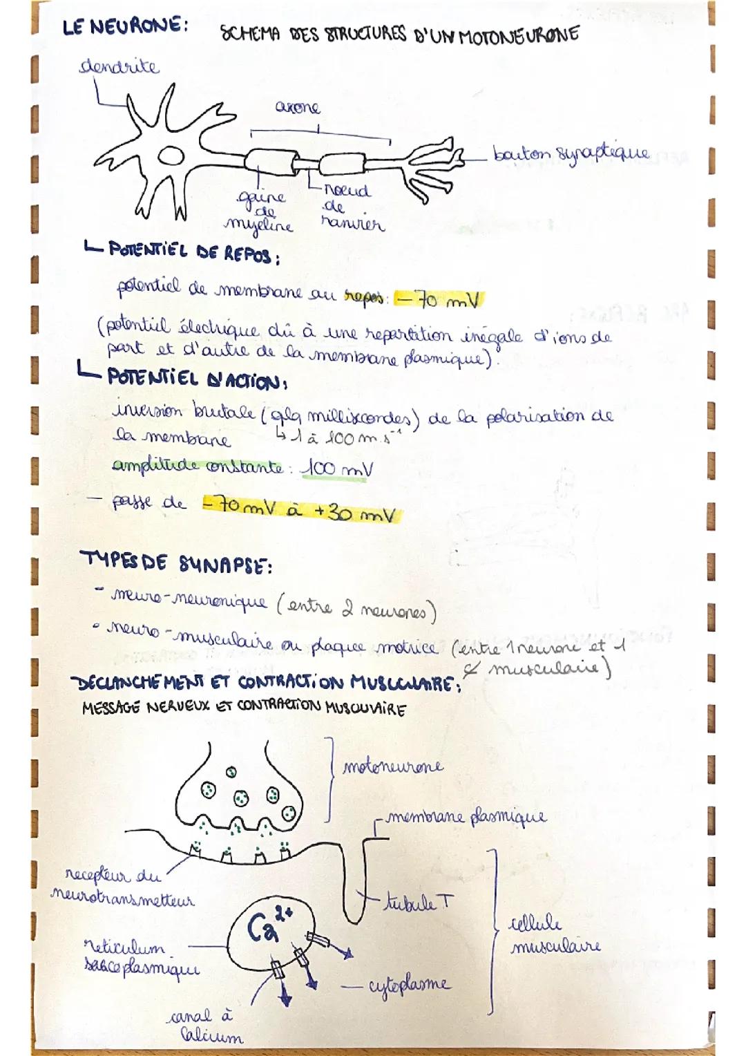 Le NEURONE et CONTRACTION MUSCULAIRE