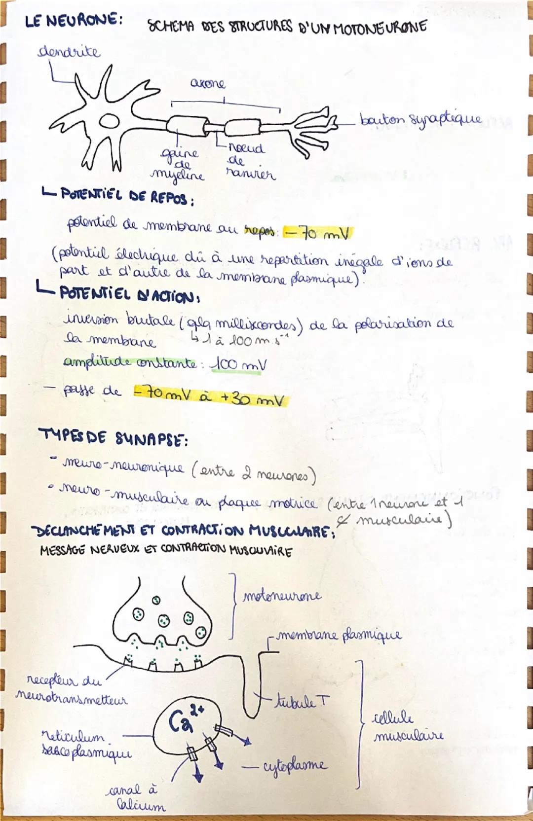 LE NEURONE:
dendrite
SCHEMA DES STRUCTURES D'UN MOTONEURONE
axone
3 bouton synaptiques
gaine
de
myeline
LPOTENTIEL DE REPOS:
noeud
de
ranier