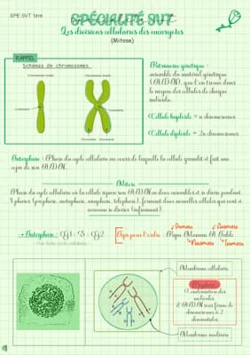 Know Les divisions cellulaires des eucaryotes : la mitose  thumbnail