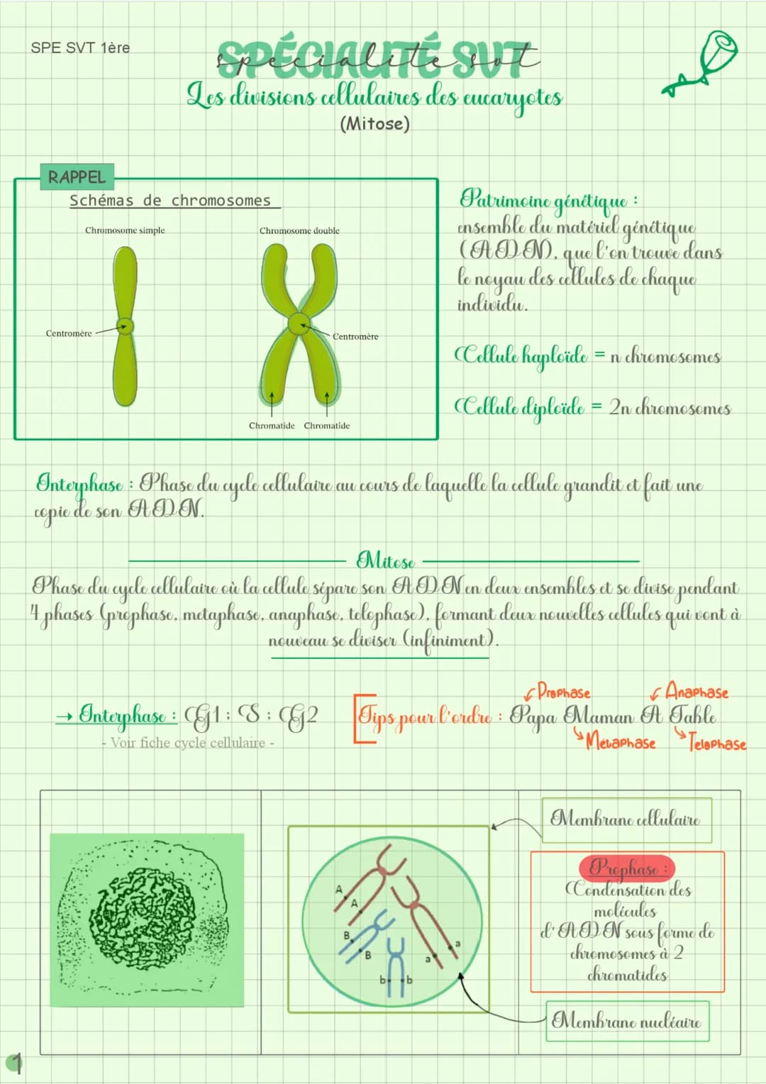SPE SVT 1ère
RAPPEL
Schémas de chromosomes
Chromosome simple
SPÉCIALITÉ
SUT
Les divisions cellulaires des eucaryotes.
(Mitose)
Centromère
Ch