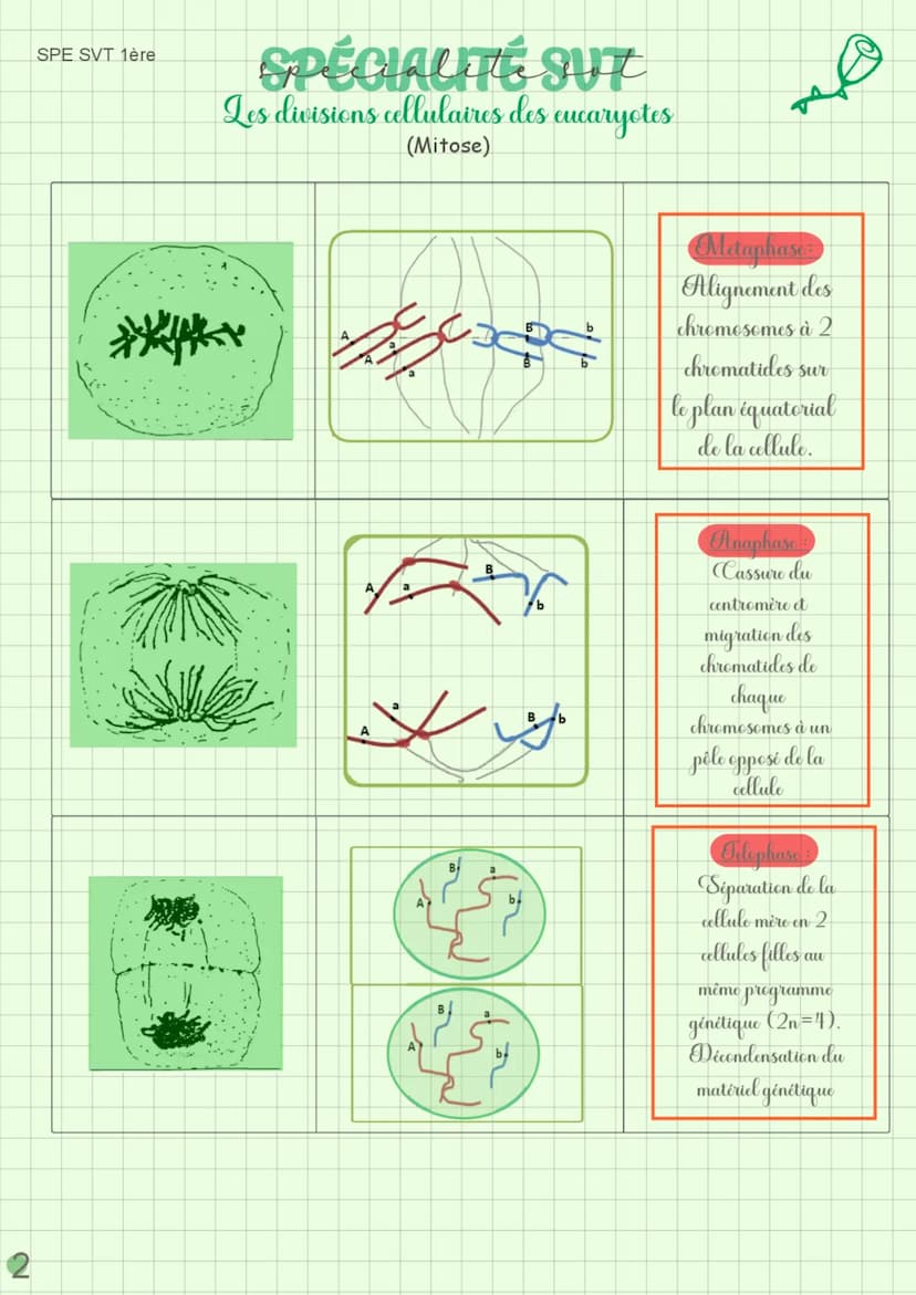 SPE SVT 1ère
RAPPEL
Schémas de chromosomes
Chromosome simple
SPÉCIALITÉ
SUT
Les divisions cellulaires des eucaryotes.
(Mitose)
Centromère
Ch