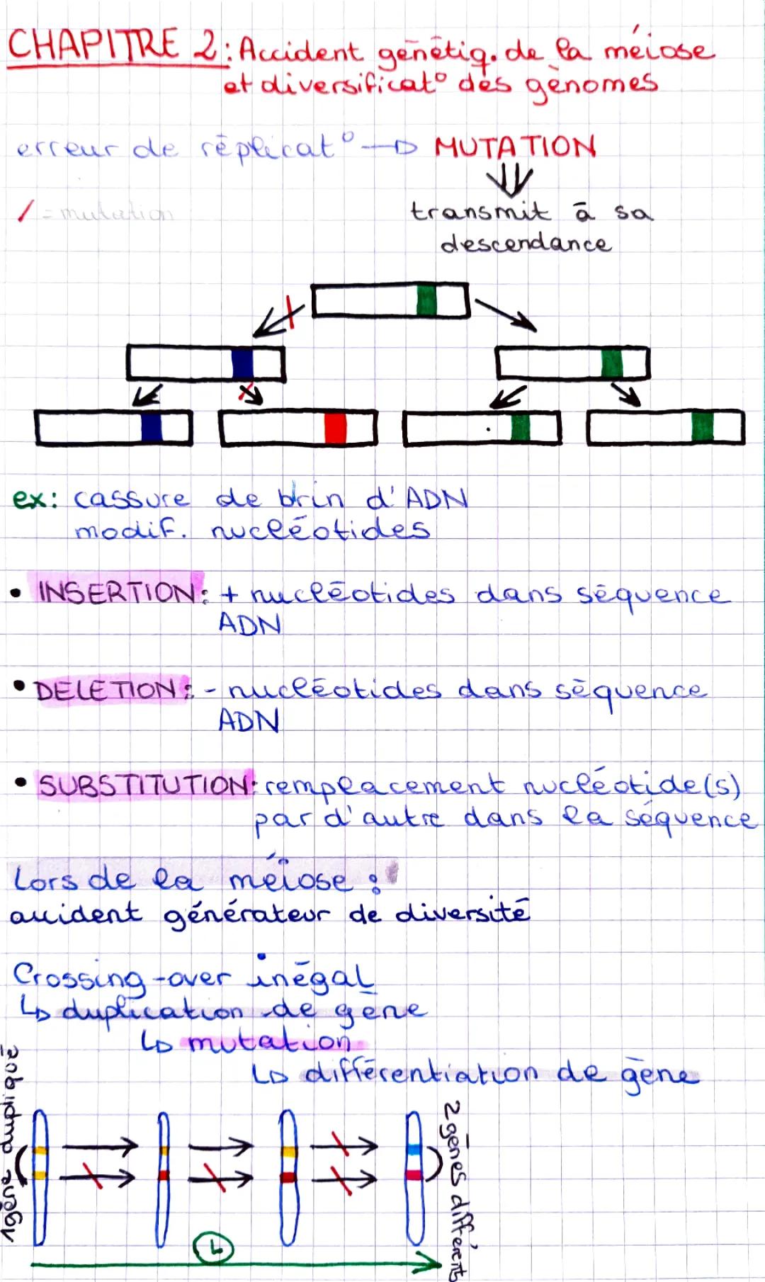 Accidents génétiques de la méiose: trisomie 21, croisement inégal et mutations