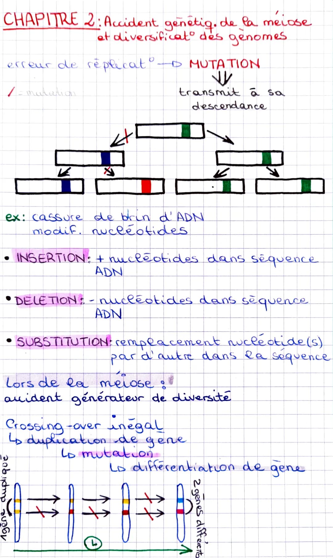 CHAPITRE 2: Accident genetig. de la meiose
et diversificat des genomes.
erreur de réplicat - MUTATION
W
transmit à sa
descendance
/= mutatio