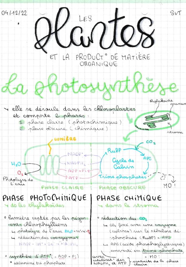 Know La plante et la production de matière organique thumbnail