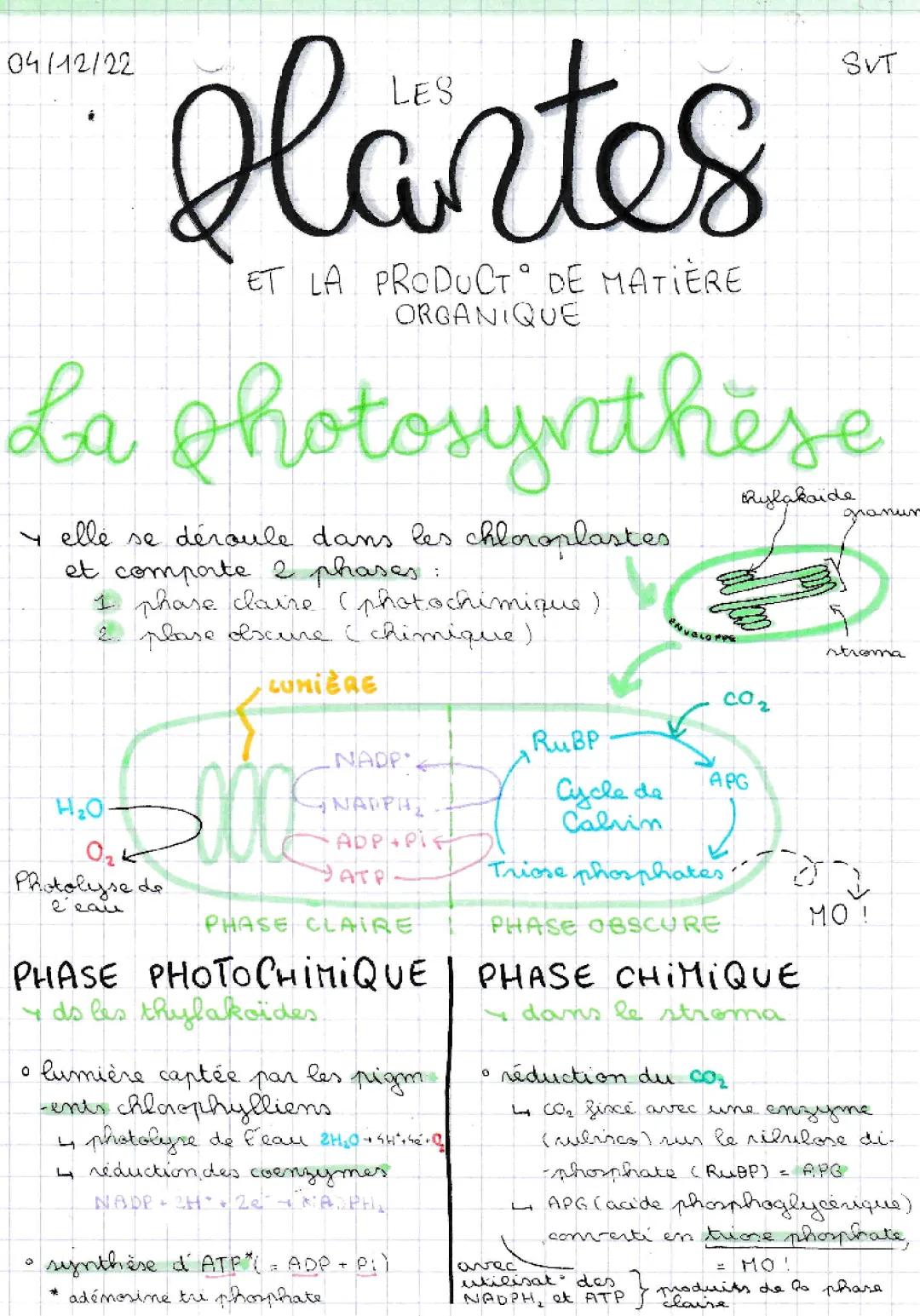 La Plante, Productrice de Matière Organique - Sujet Corrigé et PDF