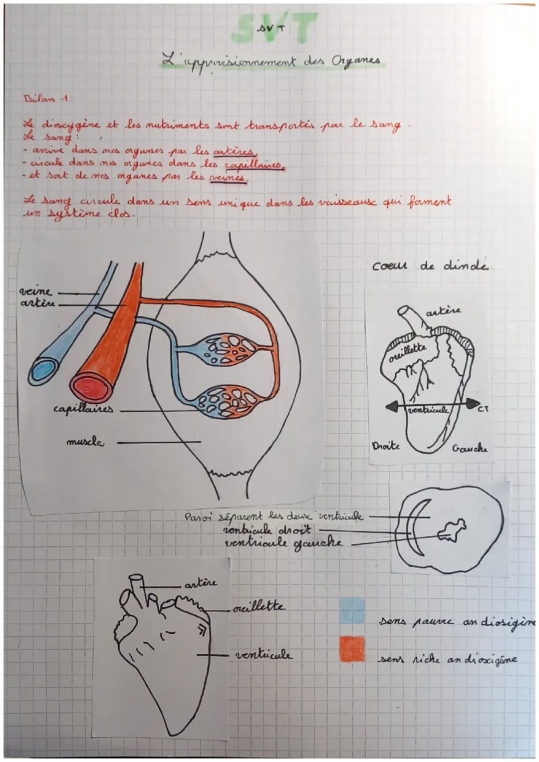 Bilan 1:
Le discygène et les nutriments sont transportés par le sang.
Le sang:
F
veine
artère
AVT
L'approvisionnement des Organes
- arrive d