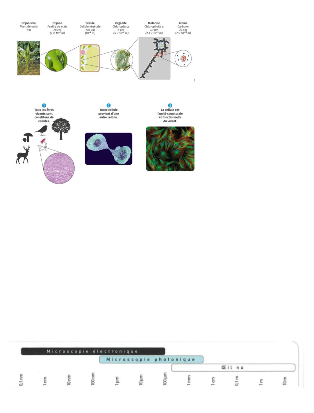 FICHE DE LA STRUCTURE COMPLEXE DE LA CELLULE
I) l'historique de la cellule
La première personne a avoir observé une cellule est Robert Houke
