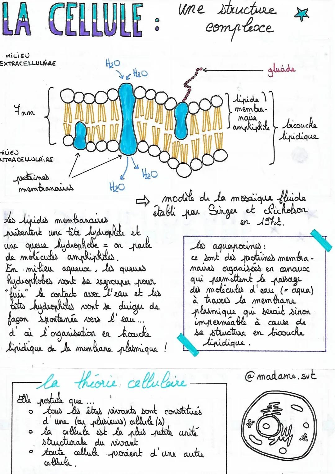 FICHE DE LA STRUCTURE COMPLEXE DE LA CELLULE
I) l'historique de la cellule
La première personne a avoir observé une cellule est Robert Houke