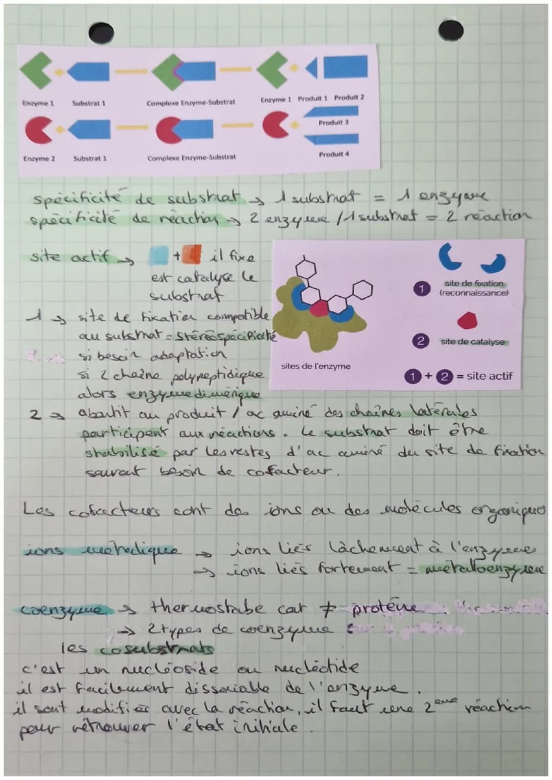 STRUCTURE ET
CLASSIFICATION
DES ENZYHES
Feuillet
Asp
Gin
the Gly
STRUCTURE PRIMAIRE
ongue chaine d'acides aminés
sequence
STRUCTURE SECONDAI