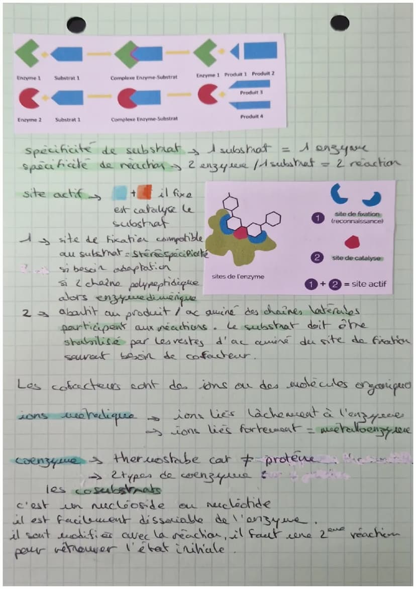 STRUCTURE ET
CLASSIFICATION
DES ENZYHES
Feuillet
Asp
Gin
the Gly
STRUCTURE PRIMAIRE
ongue chaine d'acides aminés
sequence
STRUCTURE SECONDAI