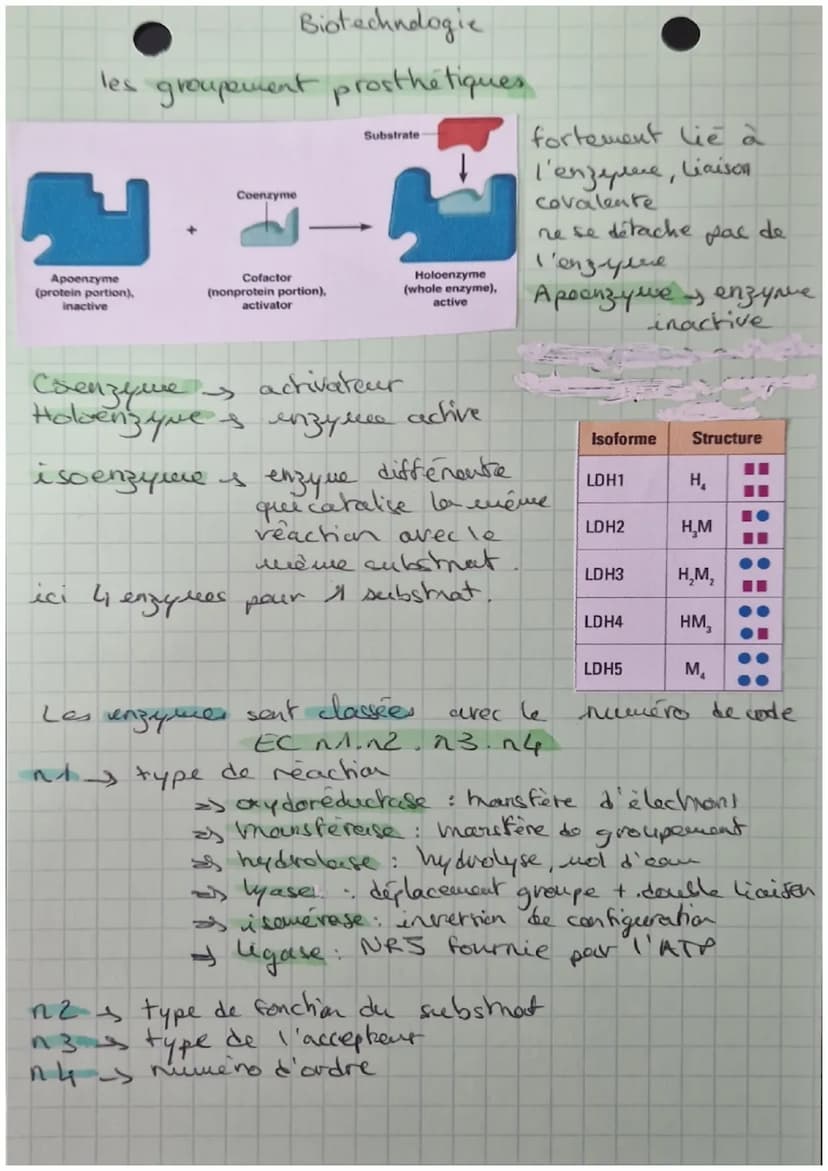 STRUCTURE ET
CLASSIFICATION
DES ENZYHES
Feuillet
Asp
Gin
the Gly
STRUCTURE PRIMAIRE
ongue chaine d'acides aminés
sequence
STRUCTURE SECONDAI