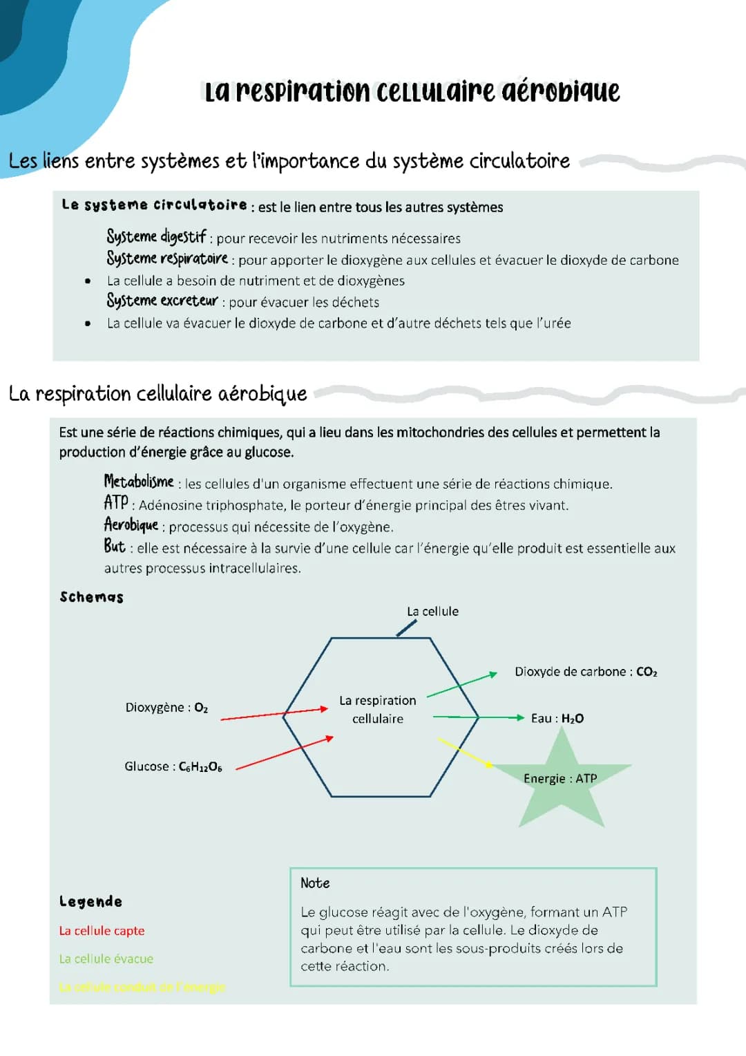 Svt: la respiration cellulaire aérobique 