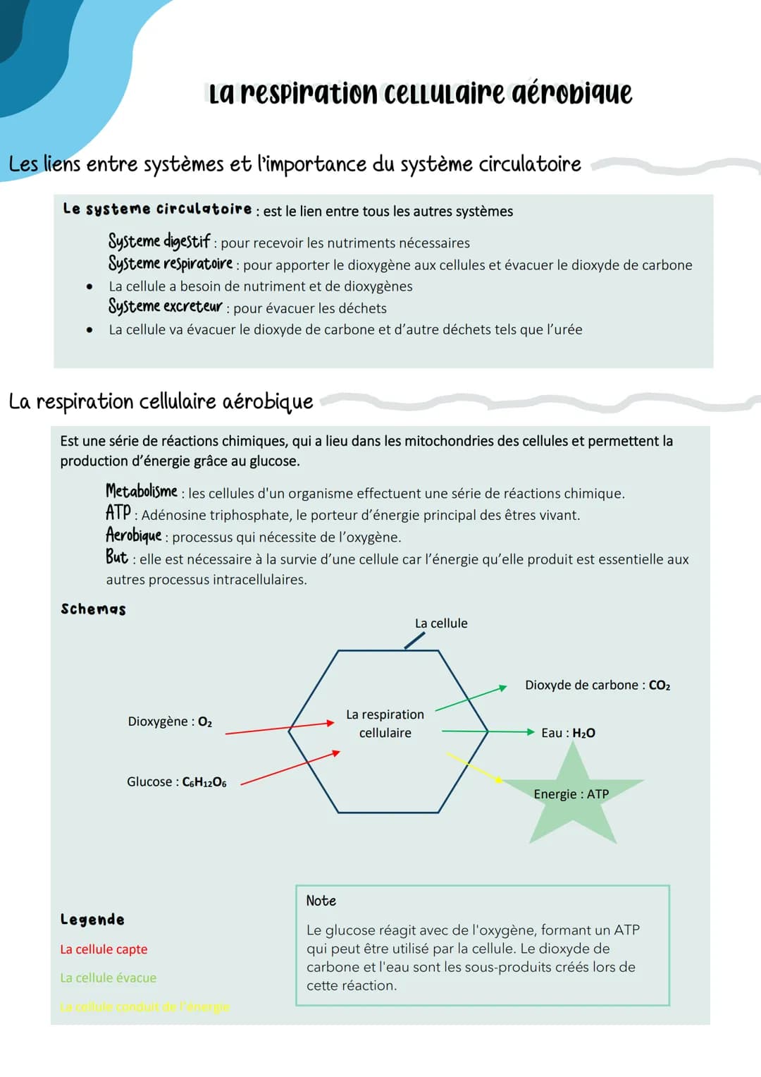 Les liens entre systèmes et l'importance du système circulatoire
Le systeme circulatoire : est le lien entre tous les autres systèmes
System