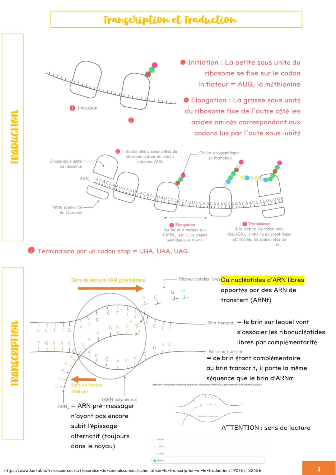 TRANSCRIPTION
TRADUCTION
Initiation
Transcription et Traduction
Grosse sous-unité
du ribosome
ARN AAACAAA
Petite sous-unité
du ribosome
Init
