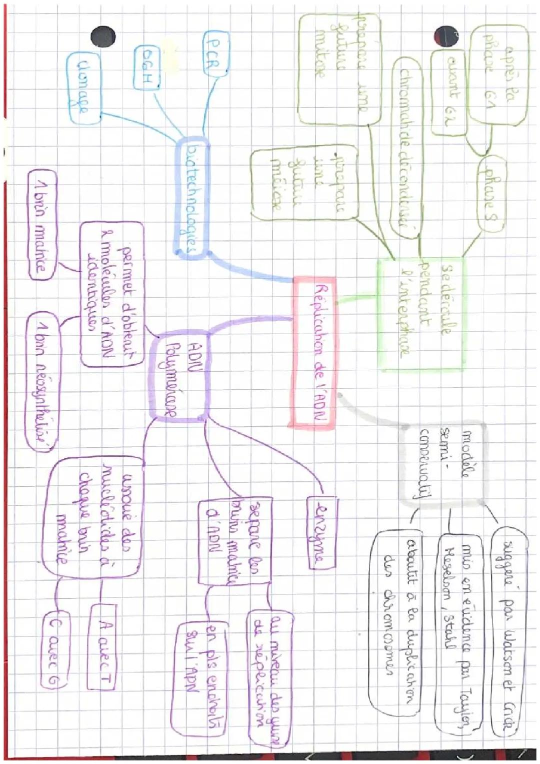 Réplication de l’adn 
