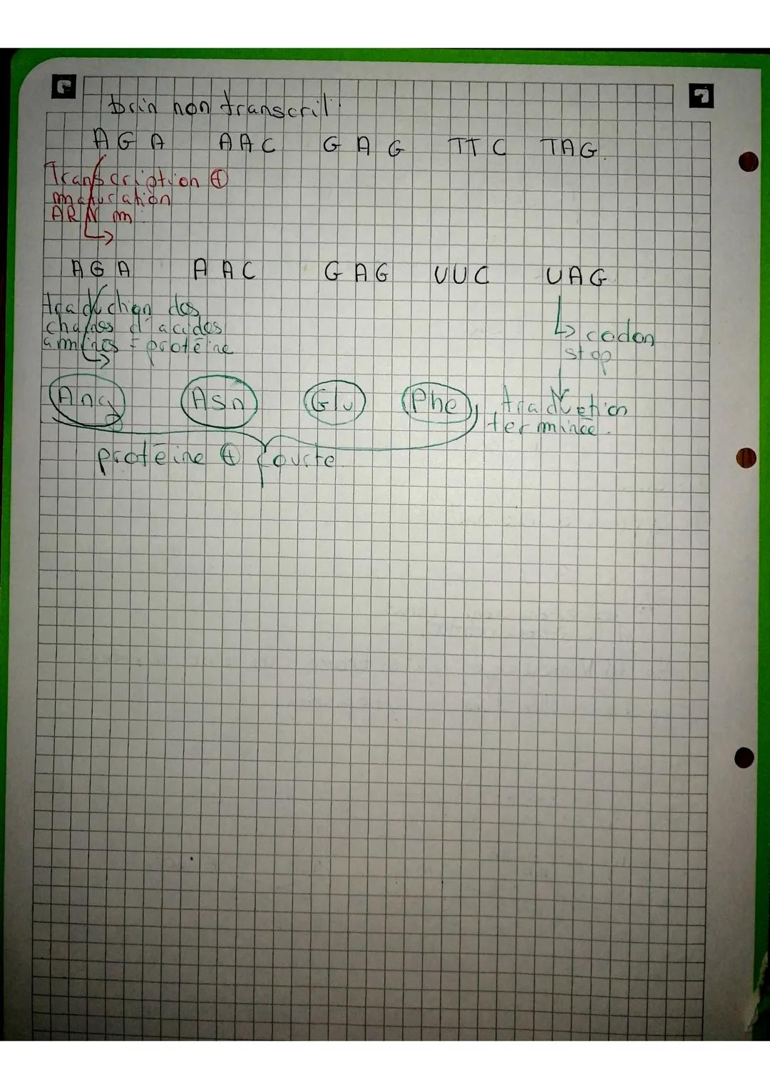 La Maturation &
et avant la traduction.
ARN
premessayer
A U U C G A C C G A UG CA AU
CGA C
C
23 les exons sont gardes
et les introns retires