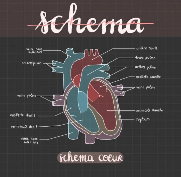Know Schéma annoté du coeur thumbnail