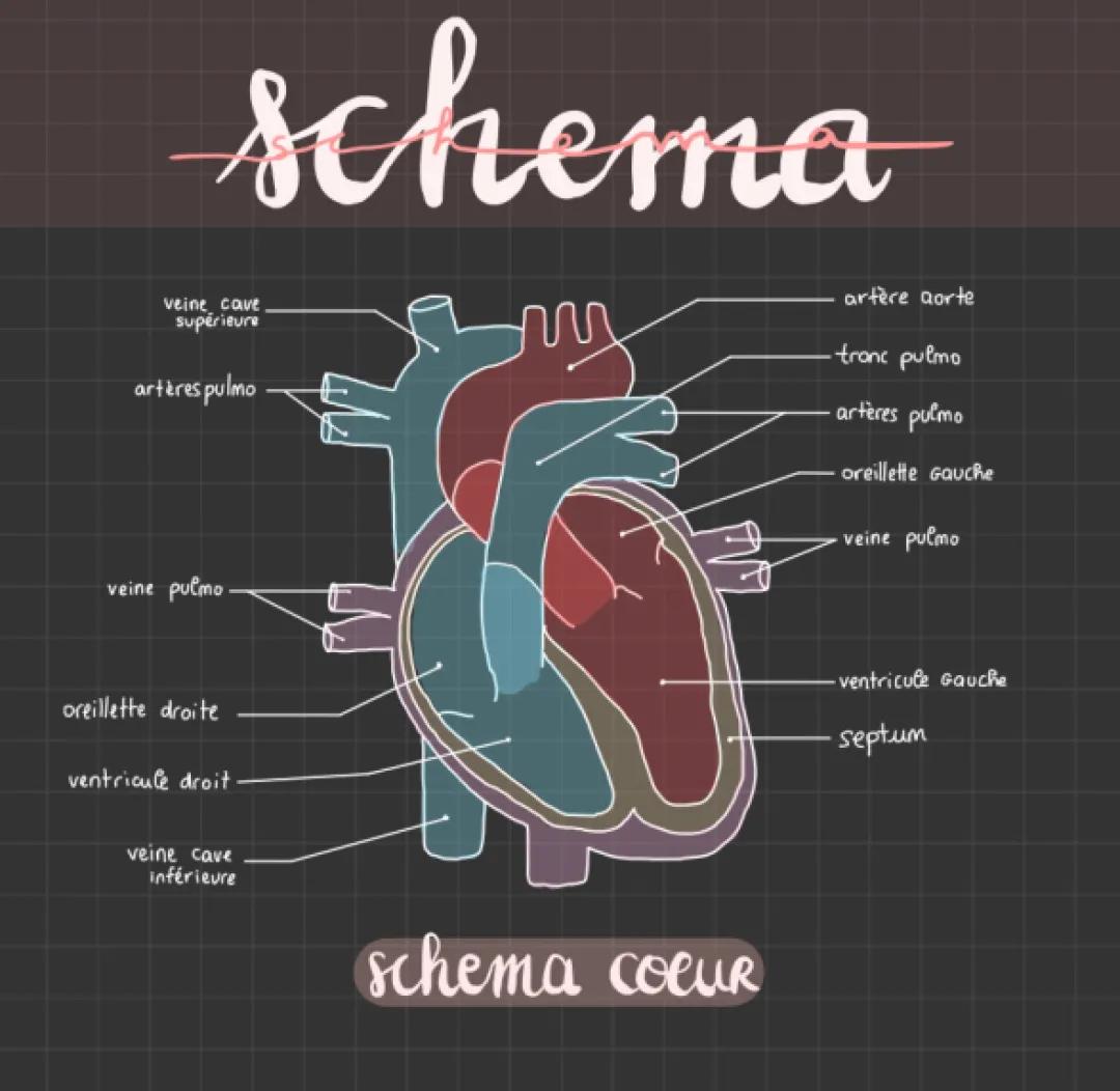 Schéma du cœur simple et anatomie - Cœur humain dessin