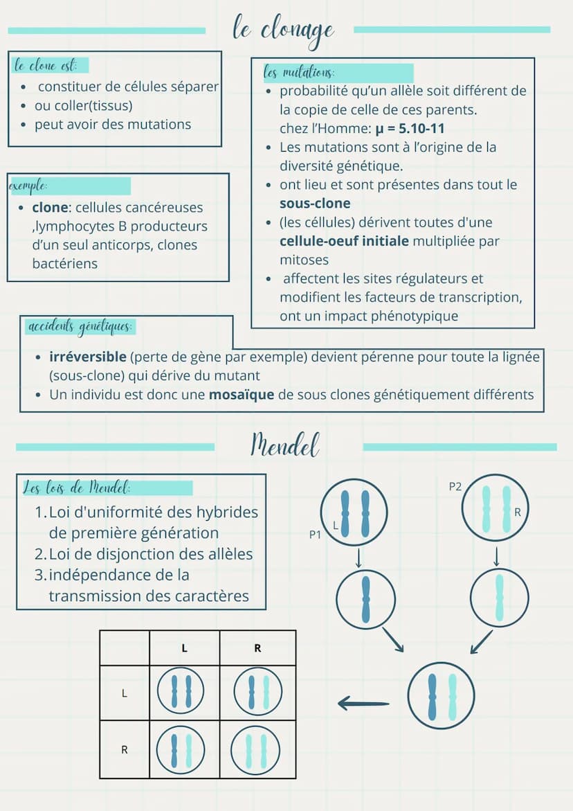 Ma fiche
la génétique
de révision de St
définitions importantes
1. Génotype :
• Ensemble des allèles d'un individu, représentant son informa