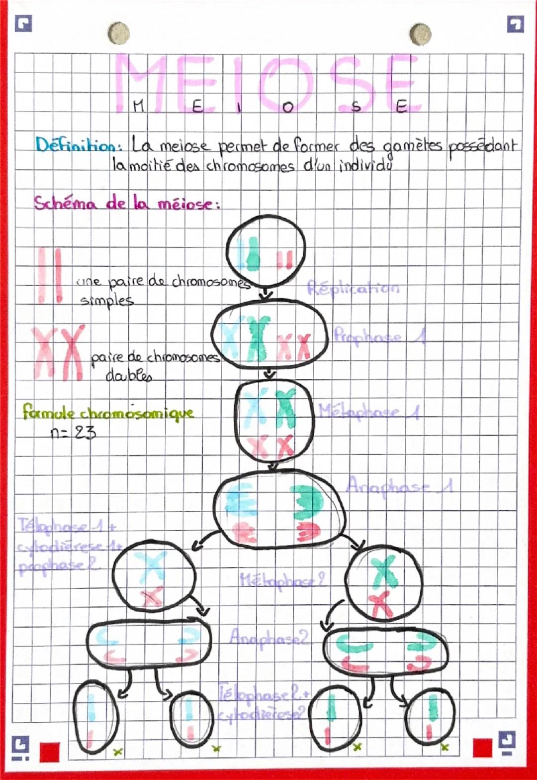 M
E
0
$
E
Définition: La meiose permet de former des gamètes possédant
la moitié des chromosomes d'un individu
Schéma de la méiose:
cine pai
