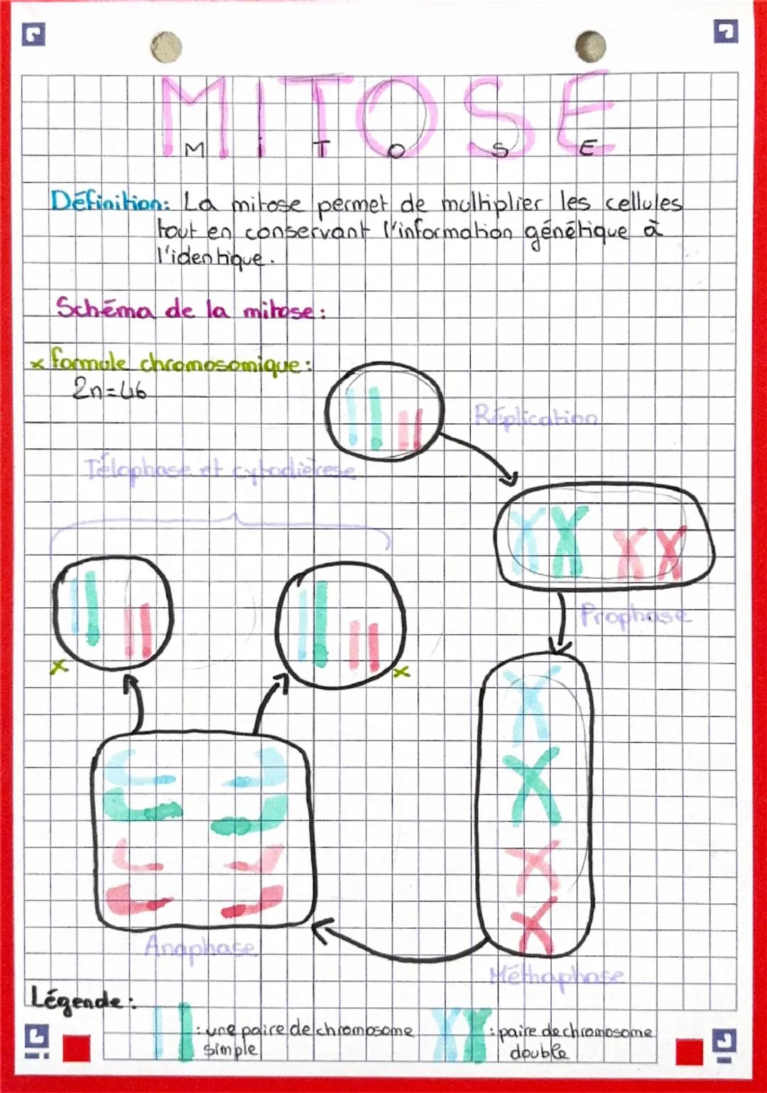 M
E
0
$
E
Définition: La meiose permet de former des gamètes possédant
la moitié des chromosomes d'un individu
Schéma de la méiose:
cine pai