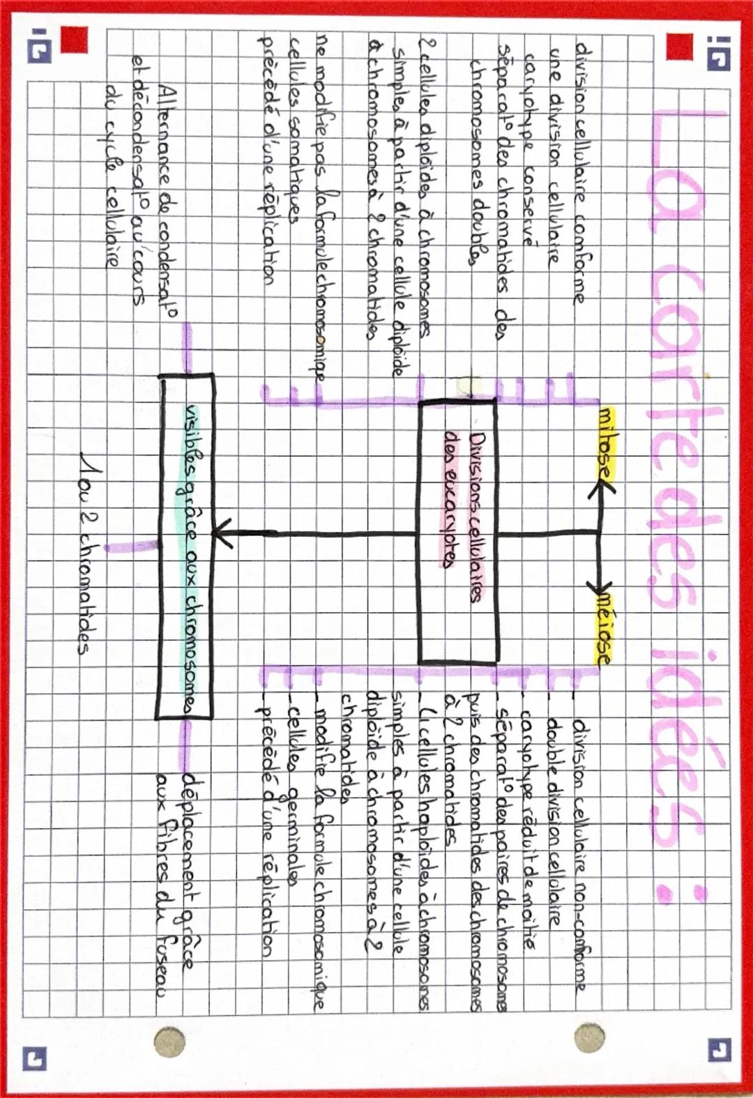 M
E
0
$
E
Définition: La meiose permet de former des gamètes possédant
la moitié des chromosomes d'un individu
Schéma de la méiose:
cine pai