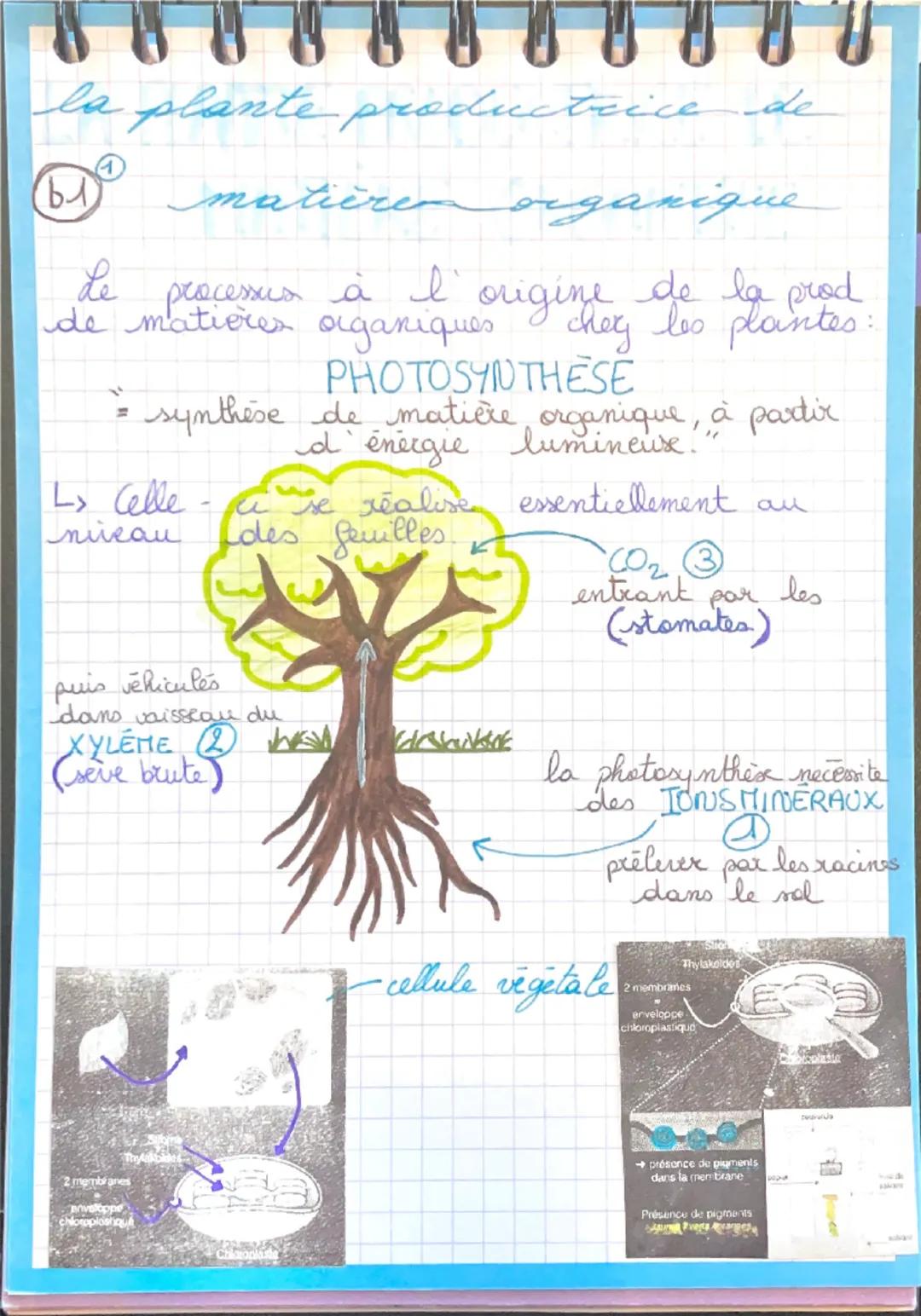 la plante productrice de
b1
①
matière organique
de processus à l' origine de la prod
de matières organiques chez les plantes:
PHOTOSYNTHESE
