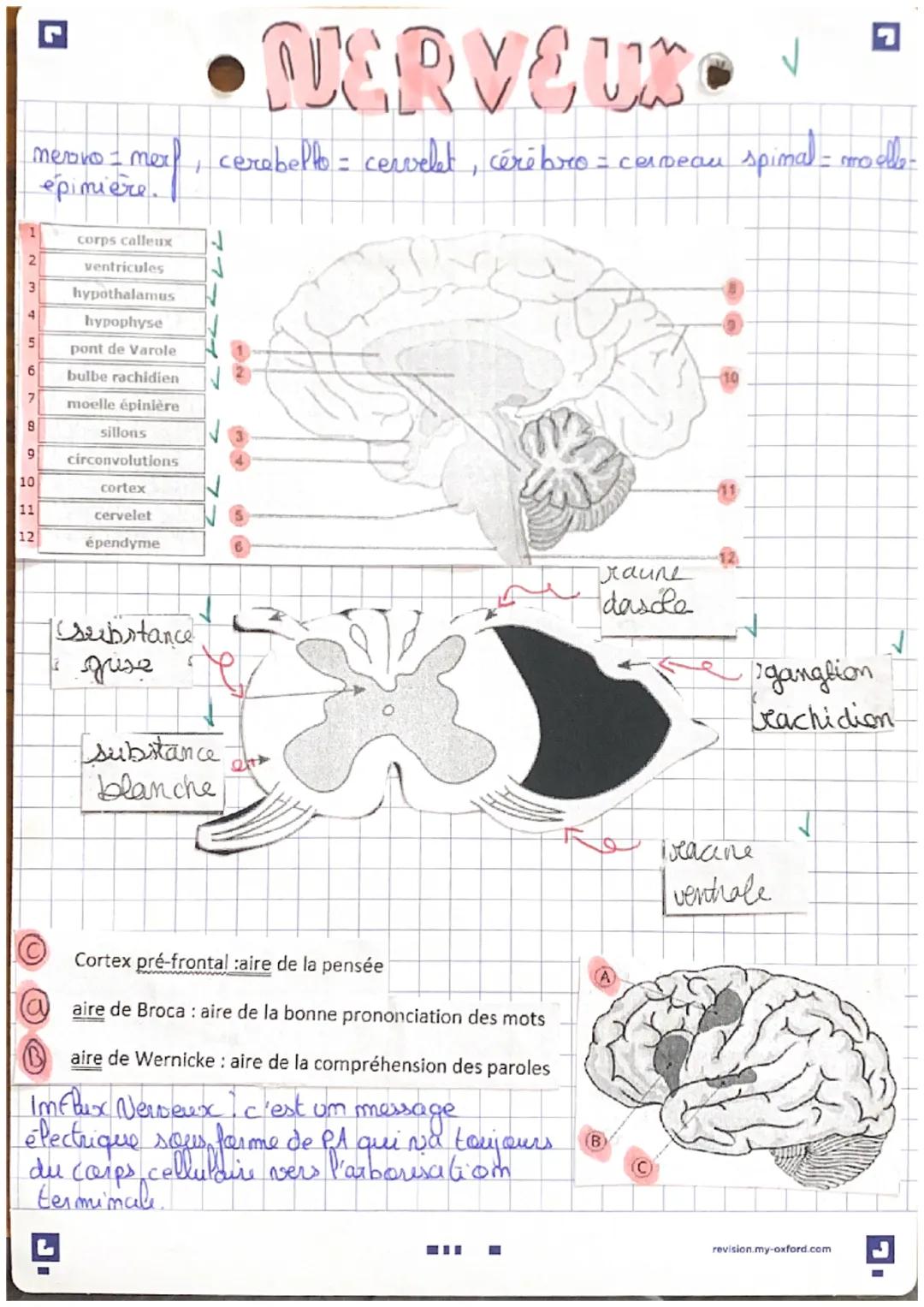 د

merovo I mex,
épinière

2
3
4
5
6
7
8
9
10
11
12

corps calleux
ventricules
hypothalamus
hypophyse
pont de Varole
bulbe rachidien
moelle 